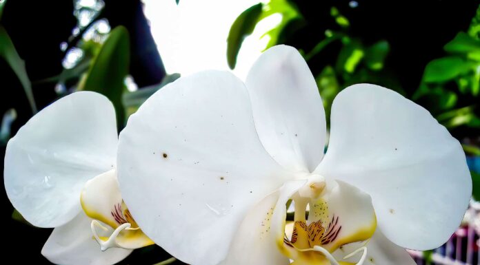 Scopri il fiore nazionale dell'Indonesia: Moon Orchid
