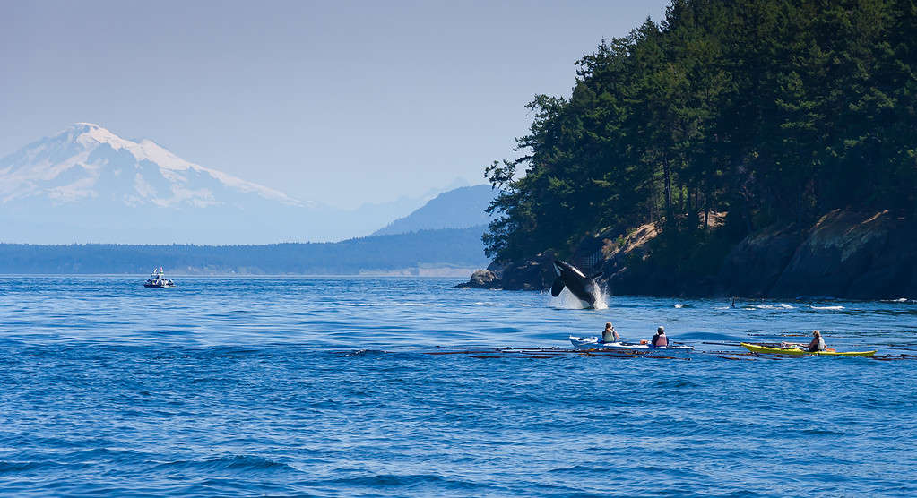 Kayak che guardano un'orca assassina che salta