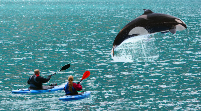 Guarda questo kayak neozelandese con orche assassine e pagaia dritto verso di loro
