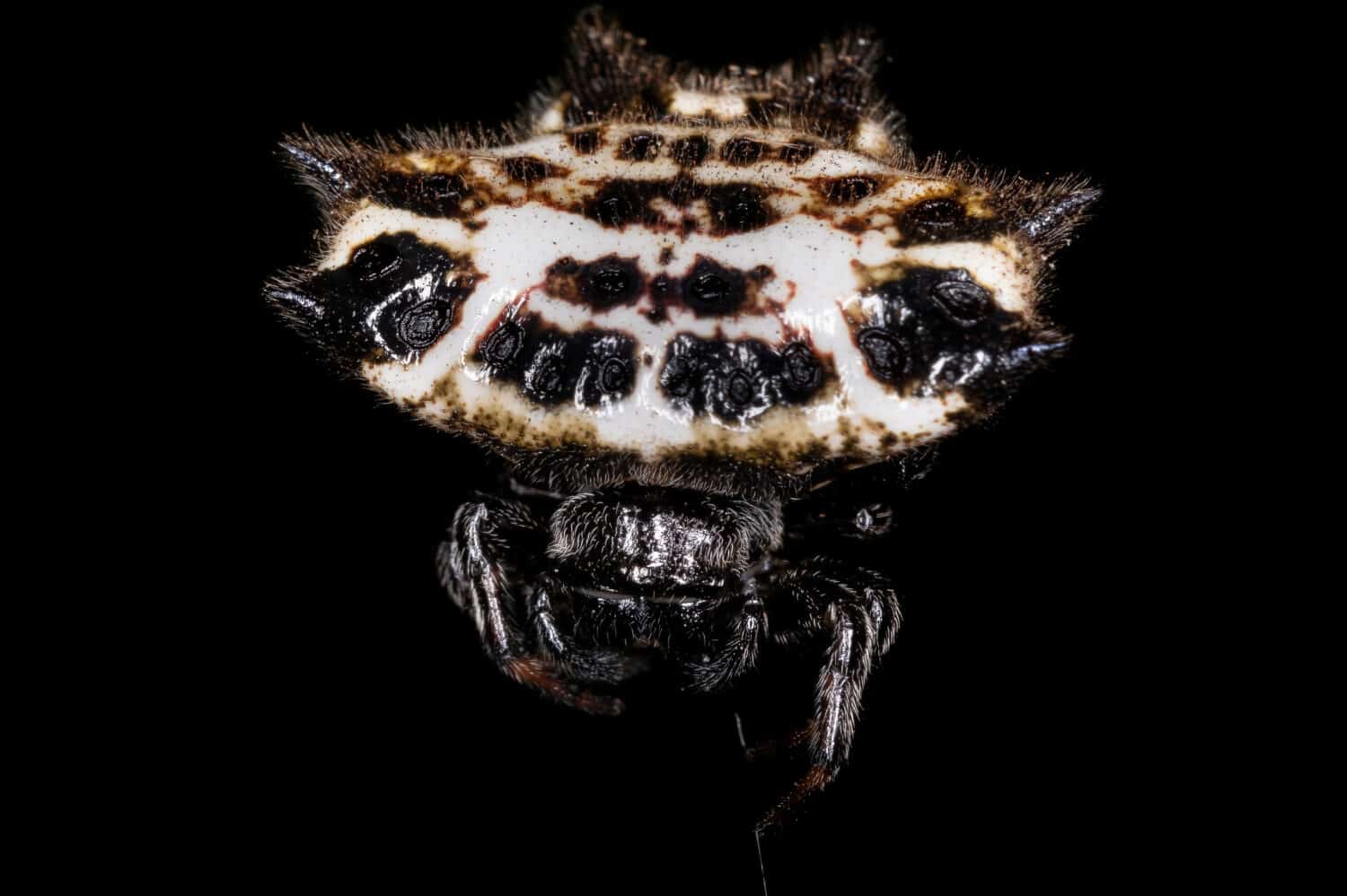 Orbweaver adulto con dorso spinoso della specie Gasteracantha cancriformis