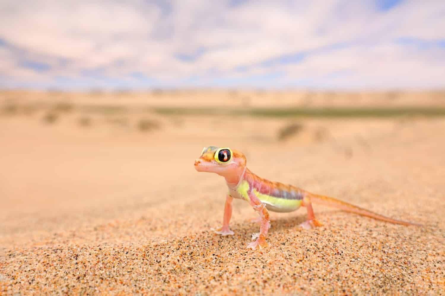 Geco dalla duna di sabbia del Namib, Namibia.  Pachydactylus rangei, geco palmato dai piedi palmati nell'habitat naturale del deserto.  Lucertola nel deserto del Namib con cielo blu con nuvole, grandangolo.  Natura della fauna selvatica.