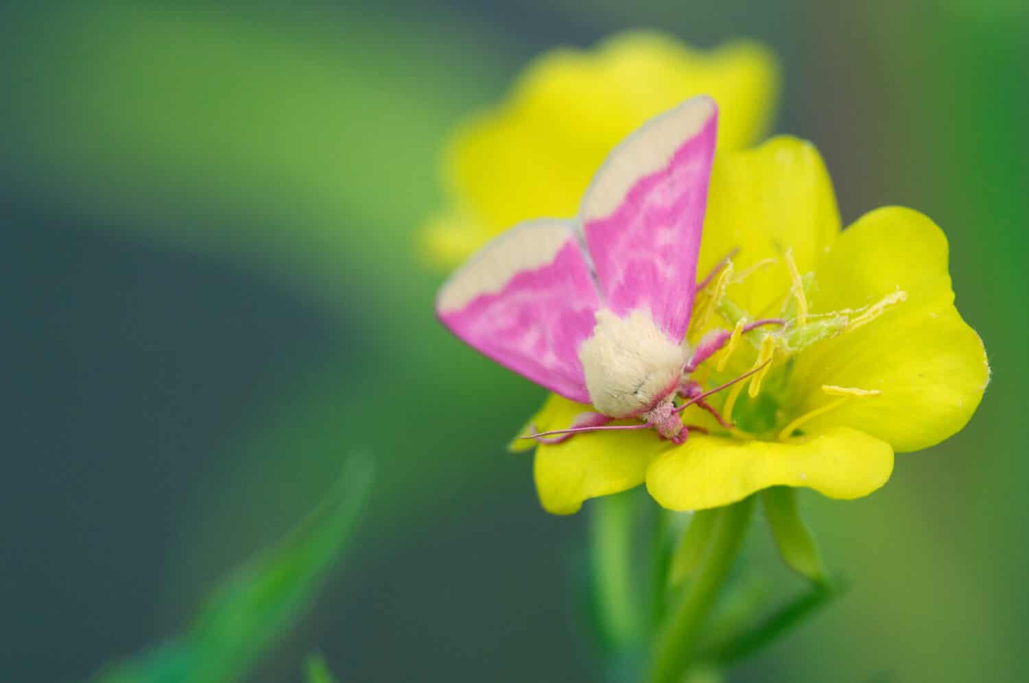 Pink Primrose Moth sul fiore dell'enagra