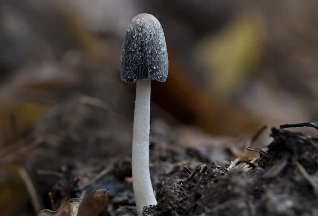 Funghi selvatici che crescono nella foresta - Coprinopsis radiata