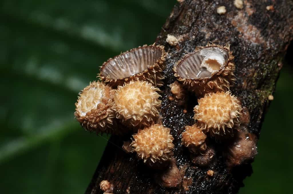 Funghi selvatici che comunemente noti come funghi nido d'uccello crescono sul legno nella giungla tropicale (messa a fuoco selettiva)