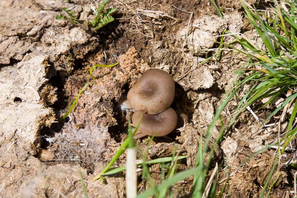 funghi coprofili cresciuti sullo sterco