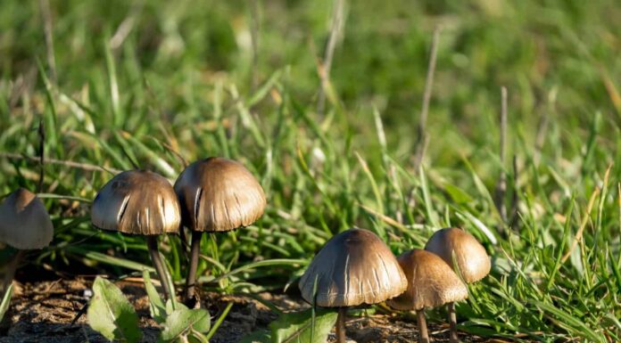Magic mushrooms (Psilocybe cubensis)