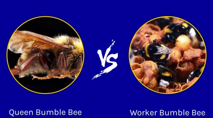 Queen Bumble Bee vs Worker Bumble Bee: 6 differenze chiave
