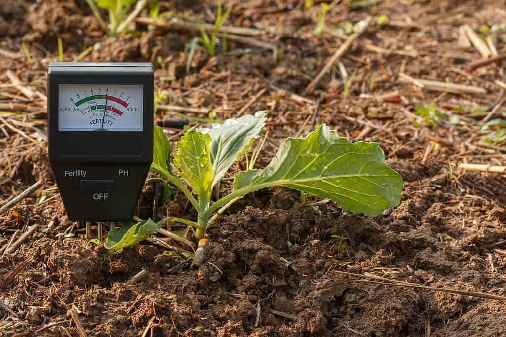 Misuratore di suolo per controllare il valore di fertilità nel suolo di una pianta di ortaggi a foglia verde organici, concetto di tecnologia agricola.