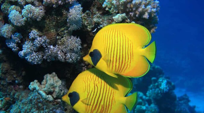 9 tipi di pesce giallo (con immagini e guida all'identificazione)
