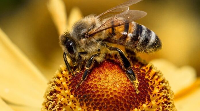 Scopri 4 api invasive che ronzano in Florida

