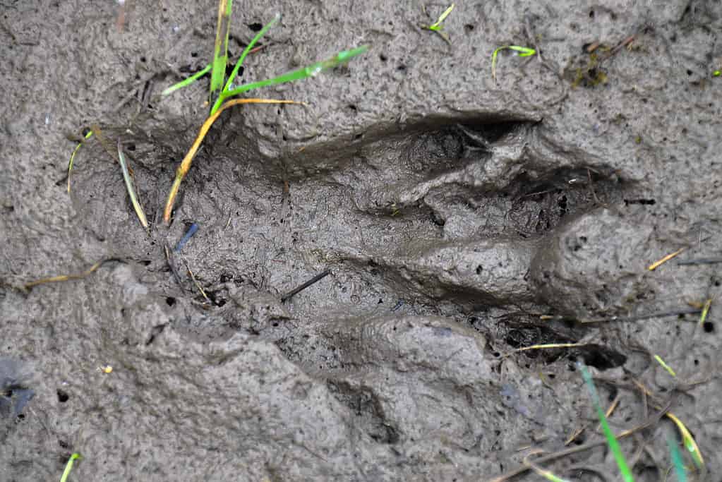 Impronta di castoro nel fango