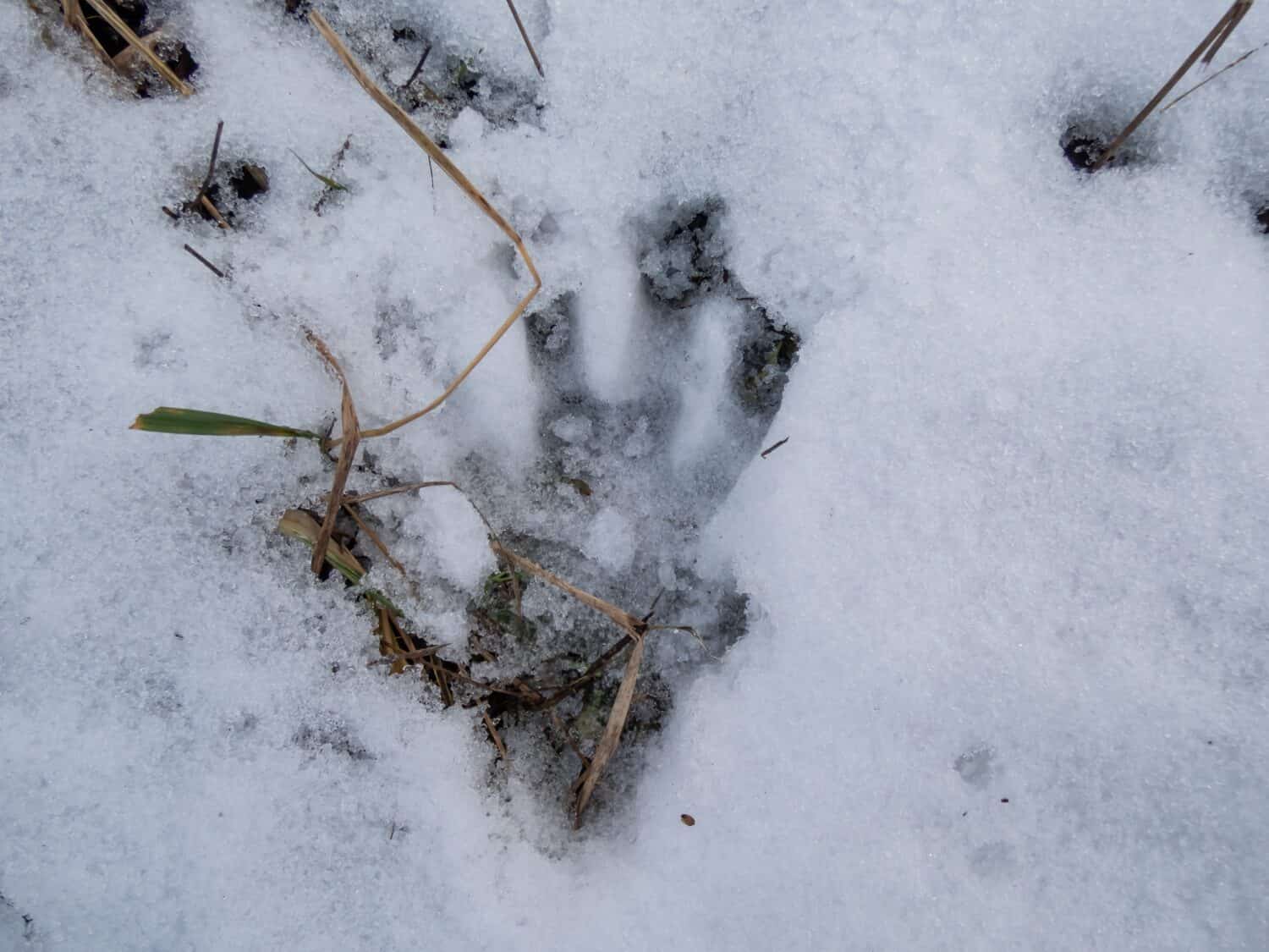 Un'impronta del castoro euroasiatico o del castoro europeo (fibra di ricino) che cammina nella neve fresca