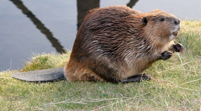 Beaver Tracks: guida all'identificazione per neve, fango e altro
