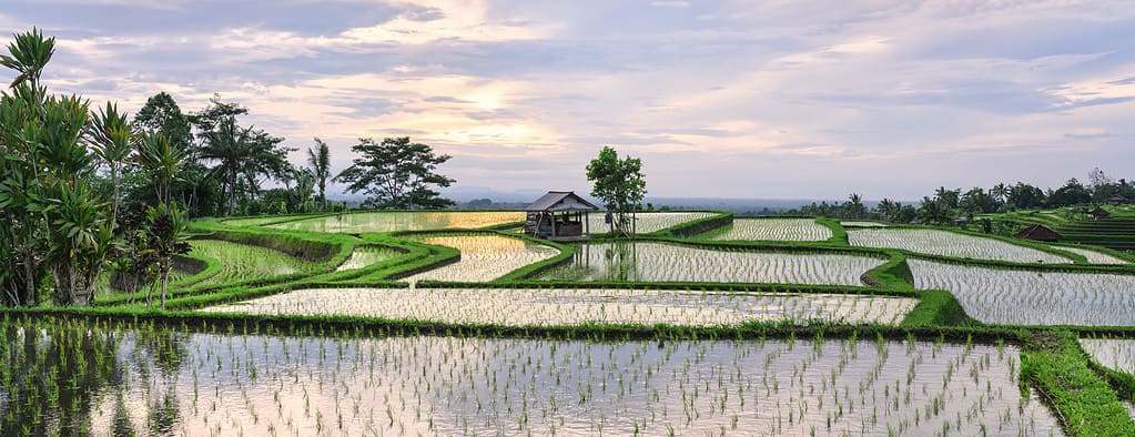 Splendida vista sui campi terrazzati di riso Jatiluwih con alcune capanne di contadini.  Le risaie di Jatiluwih sono una serie di risaie situate nella reggenza di Tabanan, nel nord di Bali, in Indonesia.