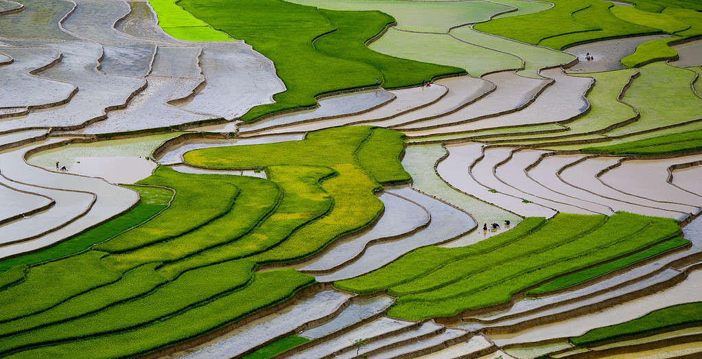 Campo di riso terrazzato nella stagione dell'acqua a Mu Cang Chai, provincia di Yen Bai, Vietnam