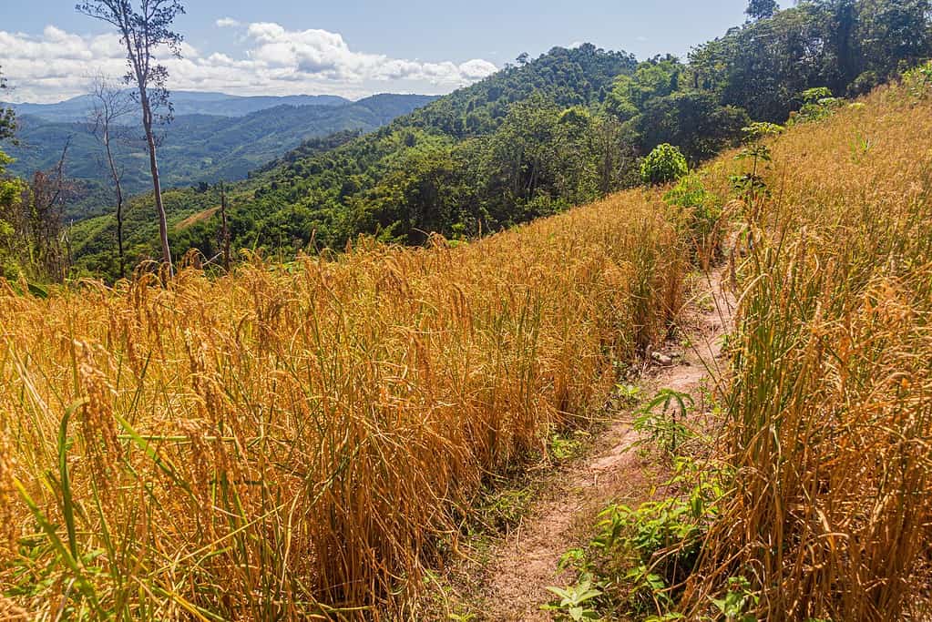 Campo di riso montano vicino alla città di Luang Namtha, Laos.  Le piante di riso sono dorate e pronte per essere raccolte.