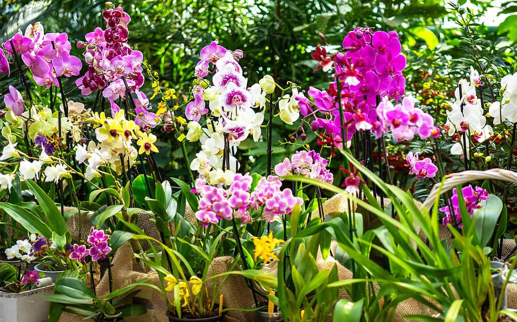 Il Kenya ospita centinaia di specie di orchidee, motivo per cui l'orchidea è il fiore nazionale del Kenya.