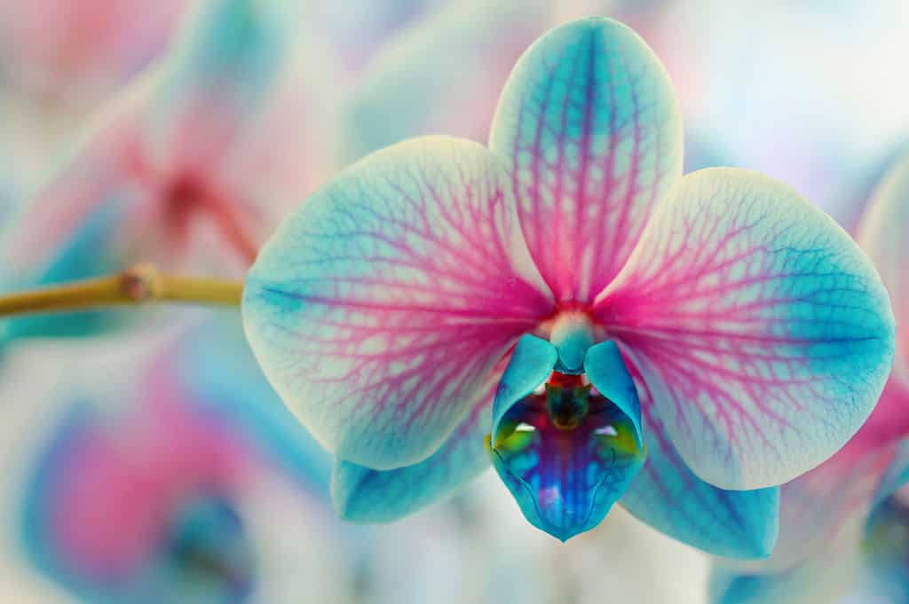 Orchidee blu