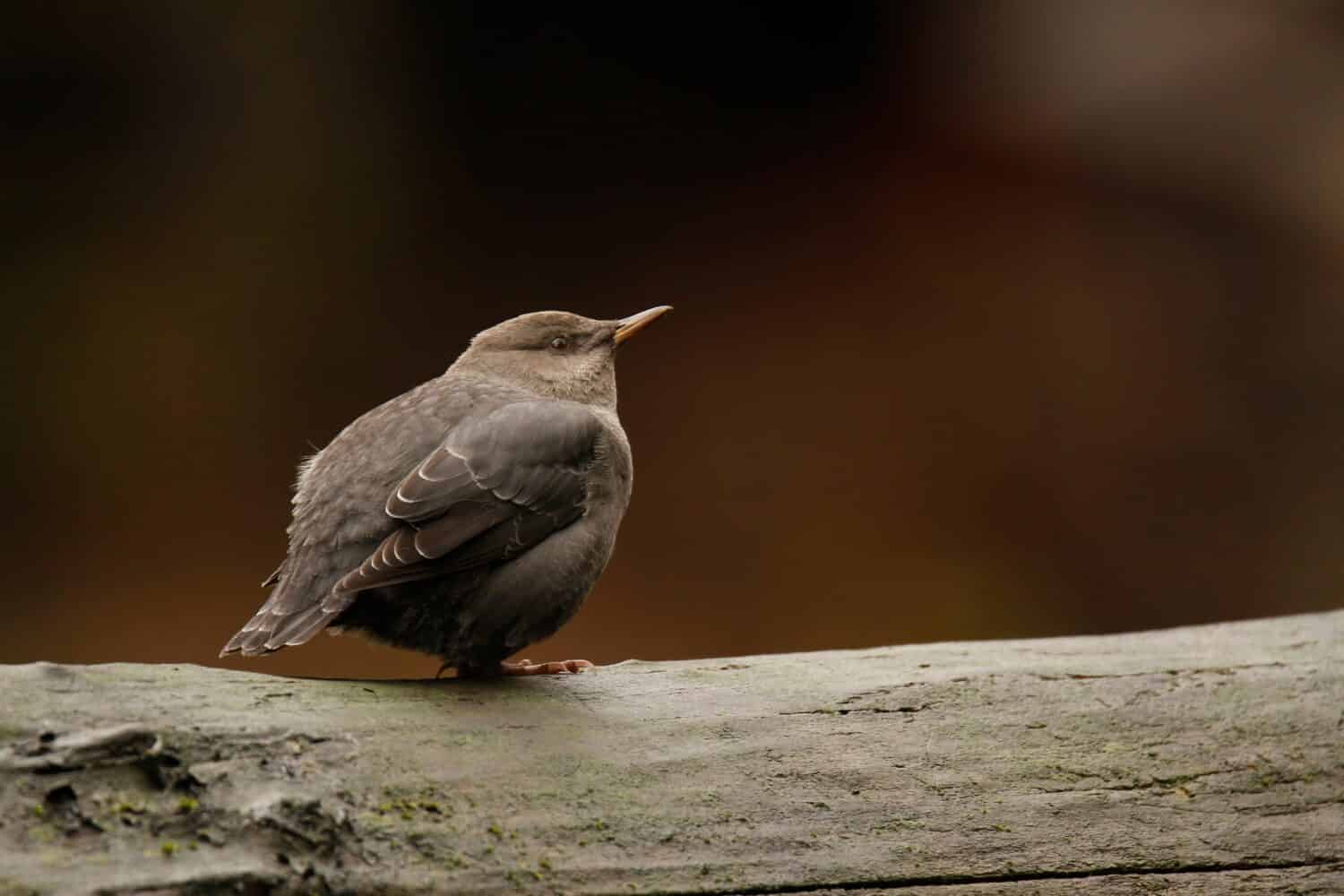 Primo piano di un American Dipper (Cinclus mexicanus) seduto su un tronco bagnato accanto a un fiume.  Preso a Victoria, BC, Canada.