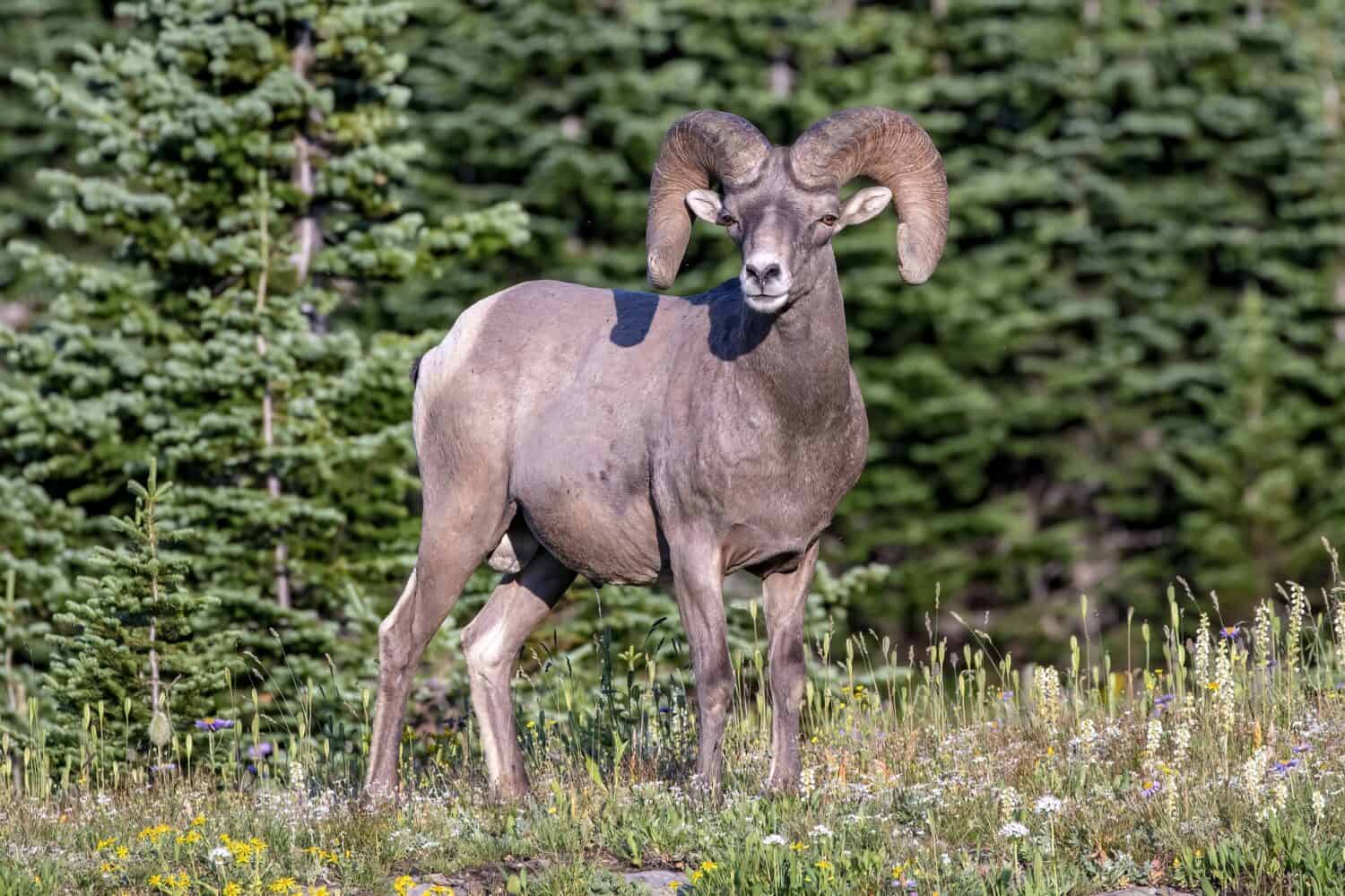 Una pecora bighorn della Sierra Nevada che si trova nella foresta e ci guarda