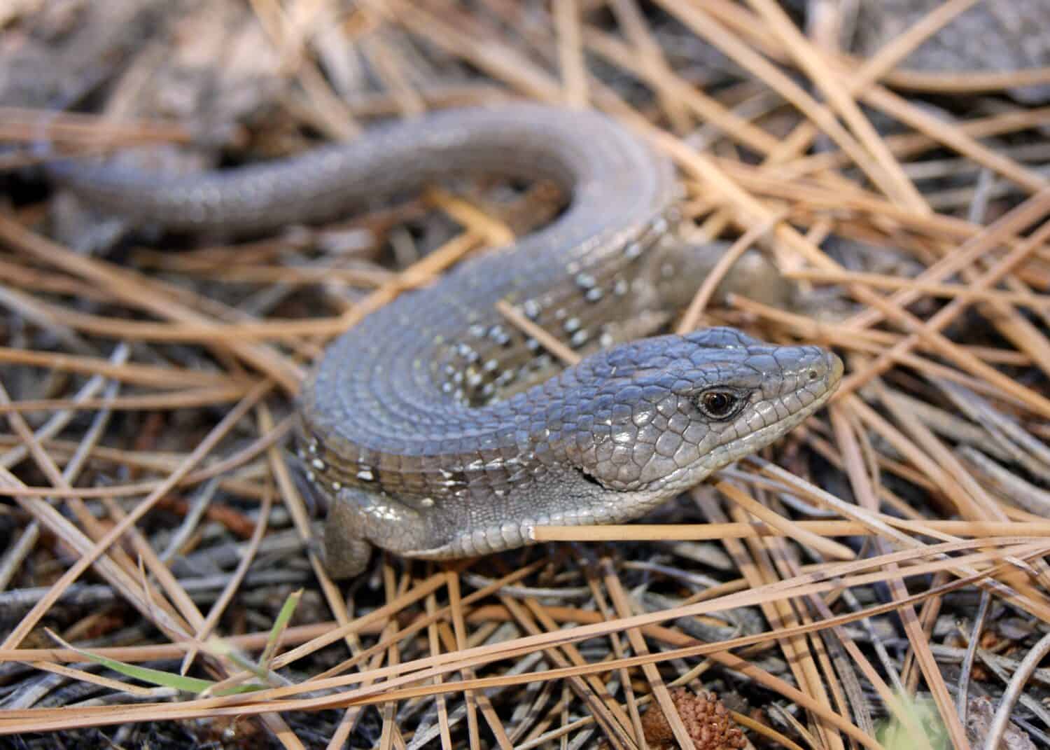 Sierra Alligator Lizard, Elgaria coerulea palmeri