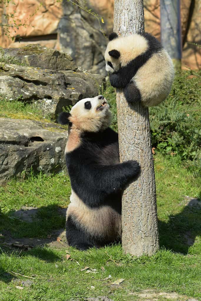 giovane panda che si arrampica su un albero sotto la supervisione di sua madre in un parco