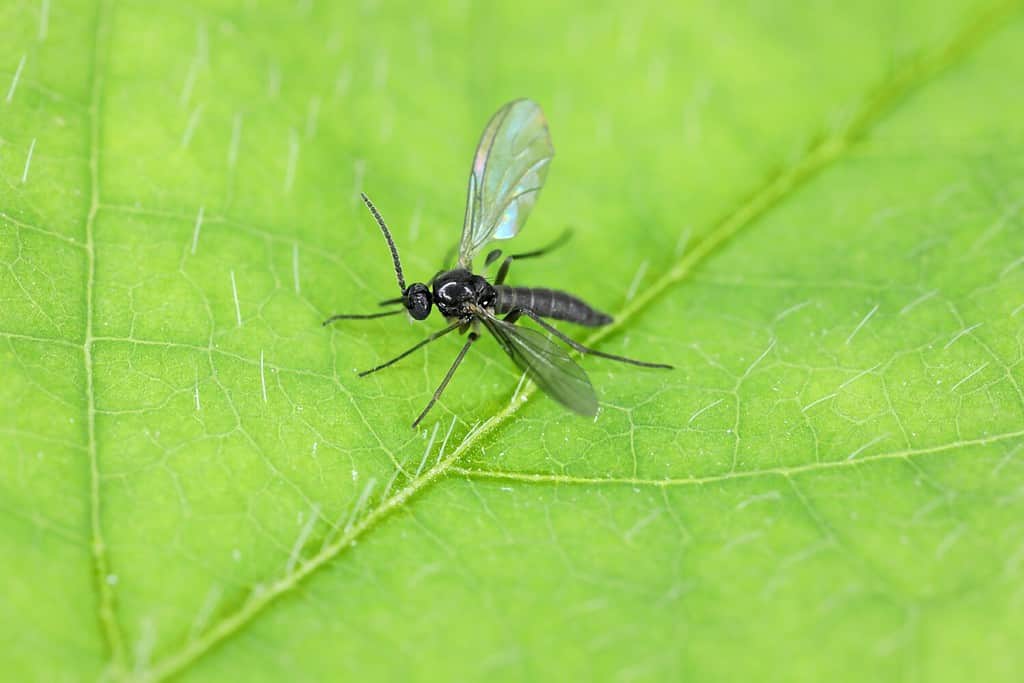 Moscerino fungo dalle ali scure, Sciaridae su una foglia verde, questi insetti si trovano spesso all'interno delle case