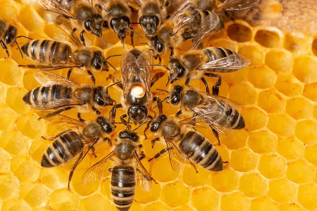 Colonia di api da miele