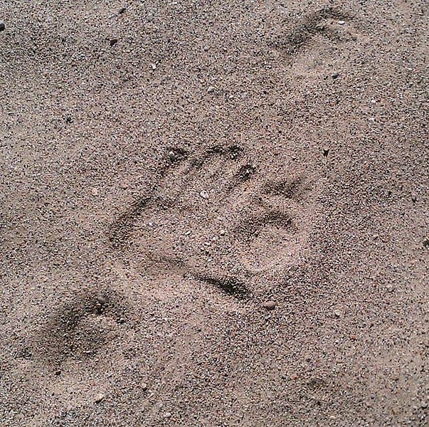 Tracce di istrice nella sabbia.  Impronta umana adulta mostrata per la scala.  I segni di trascinamento tra le tracce dell'istrice provengono dalla coda dell'animale.