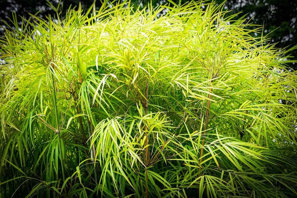 Giardino di bambù con sfondo giardino sfocato.  Illuminato dal sole.  Specie Bambusa textilis.