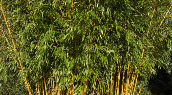 Bambù Nel Maryland
