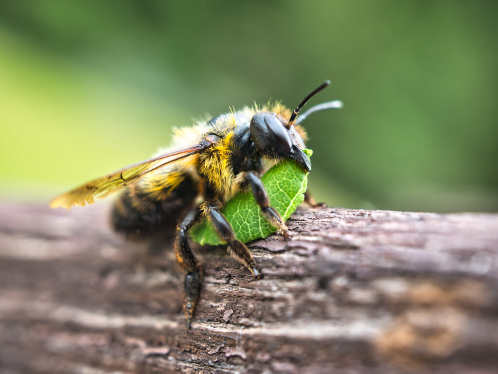 Primo piano di un'ape tagliafoglie (Megachile) con un pezzo di foglia, che viene utilizzato come materiale da costruzione.  L'ape si trova di fronte alla cornice giusta.  L'ape ha un pezzo di foglia verde tra le grinfie.  L'ape è nera con macchie gialle.