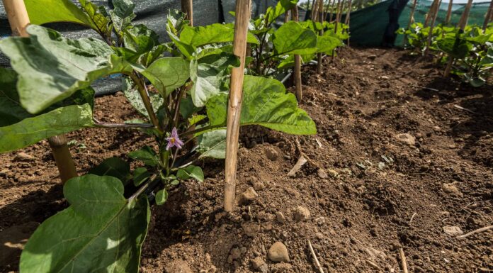 Cosa devono sapere i giardinieri del West Virginia questa primavera
