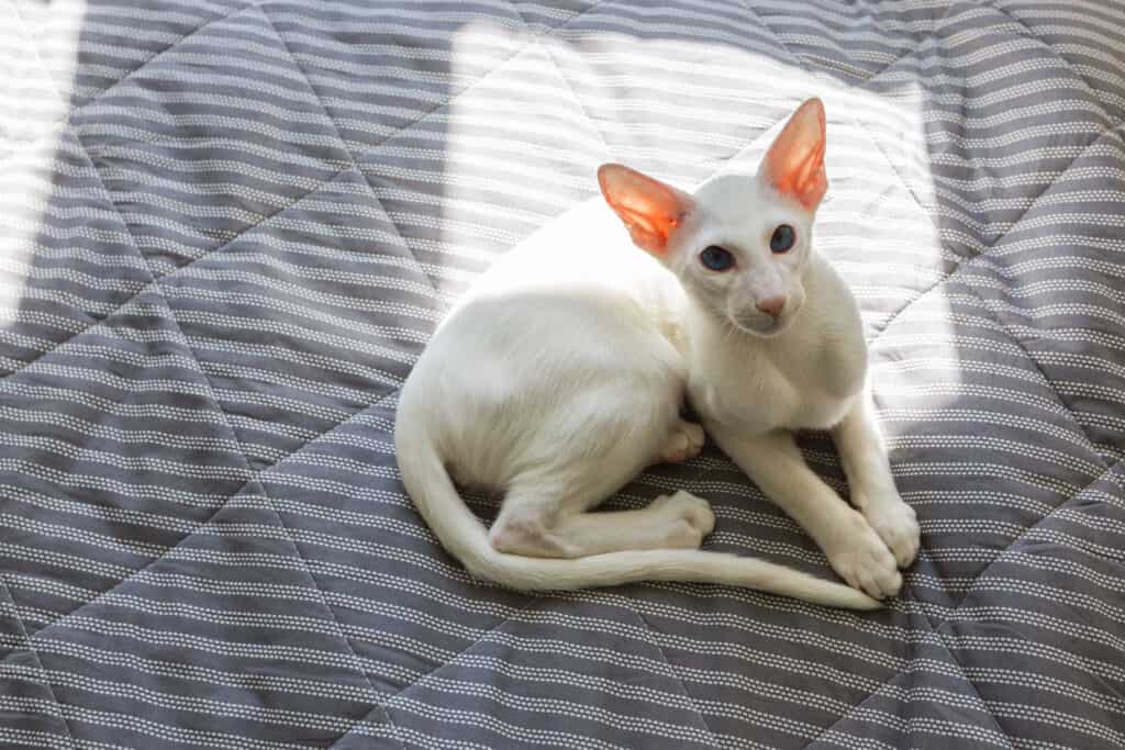 Gatto bianco orientale dallo shorthair che dorme al sole