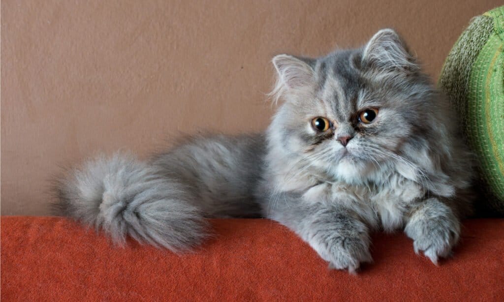 Gatto persiano sul divano