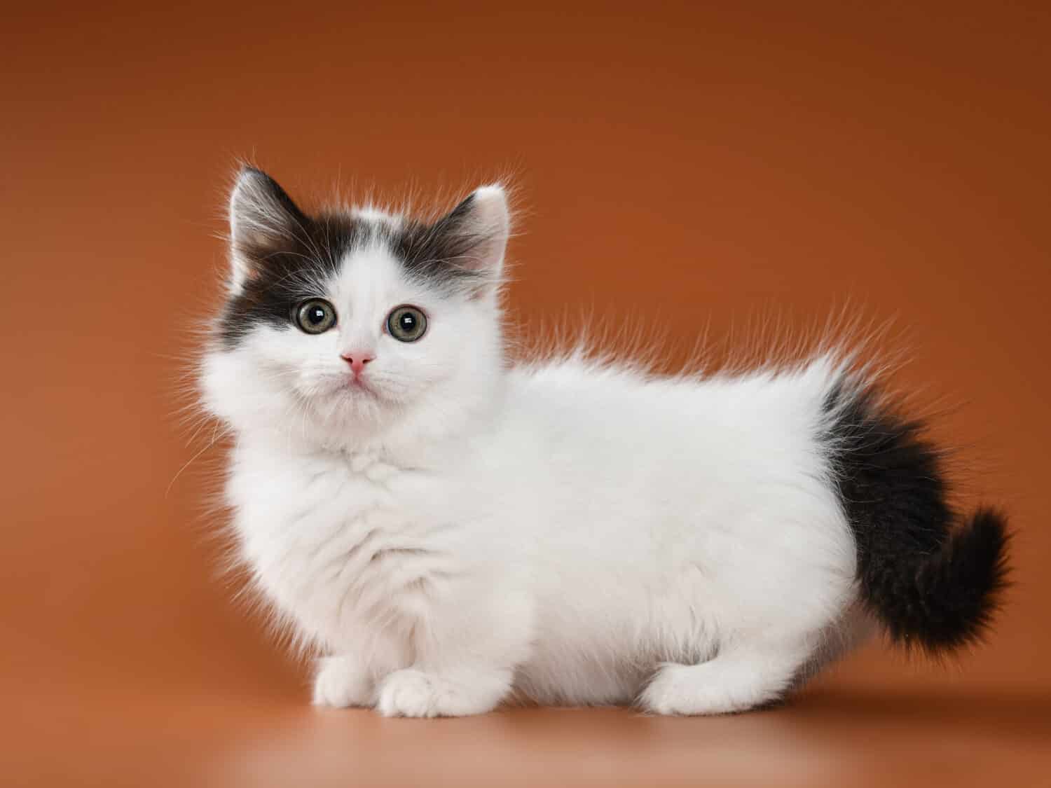 simpatico gattino munchkin in bianco e nero