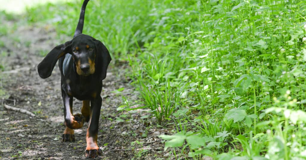 Black and Tan Coonhound - camminando sul sentiero