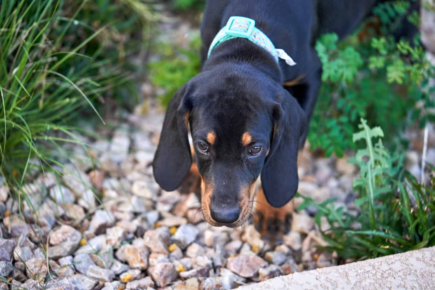 Cucciolo di Coonhound che esplora il nuovo cortile
