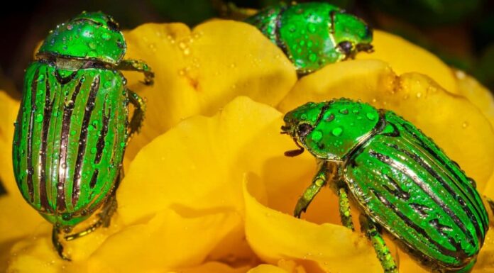 Ranbow Beetle: come si chiama e dove vivono?
