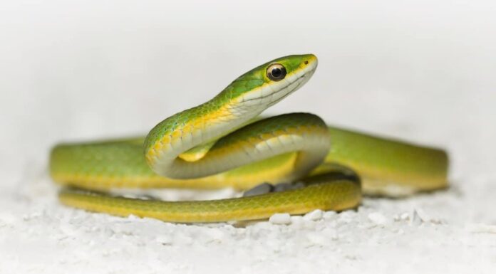 Scopri il più grande serpente verde liscio mai registrato
