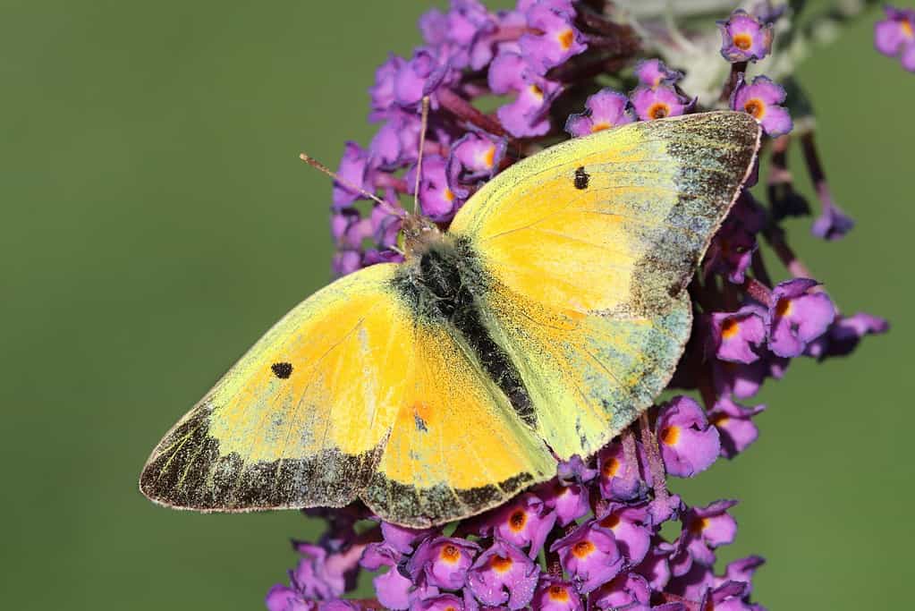 La farfalla di zolfo nebuloso (Colias philodice) è gialla con segni neri