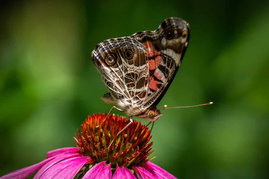 Una farfalla americana (Vanessa virginiensis) visita un'echinacea.  Raleigh, Carolina del Nord.