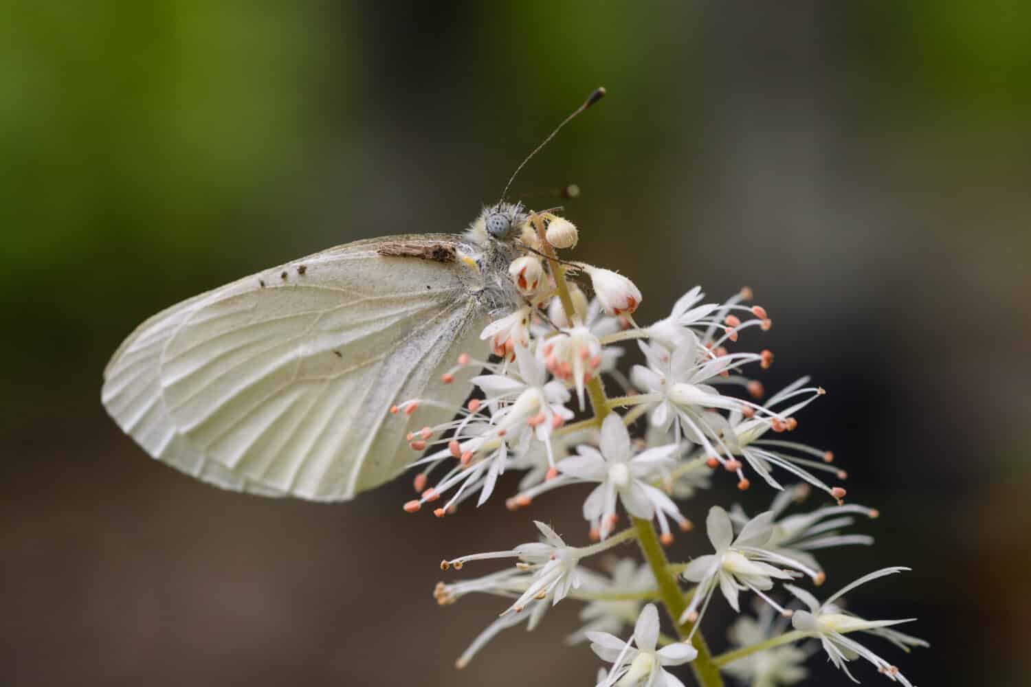 Appalachian Azure Butterfly su un fiore selvatico nelle Smoky Mountains nel Tennessee