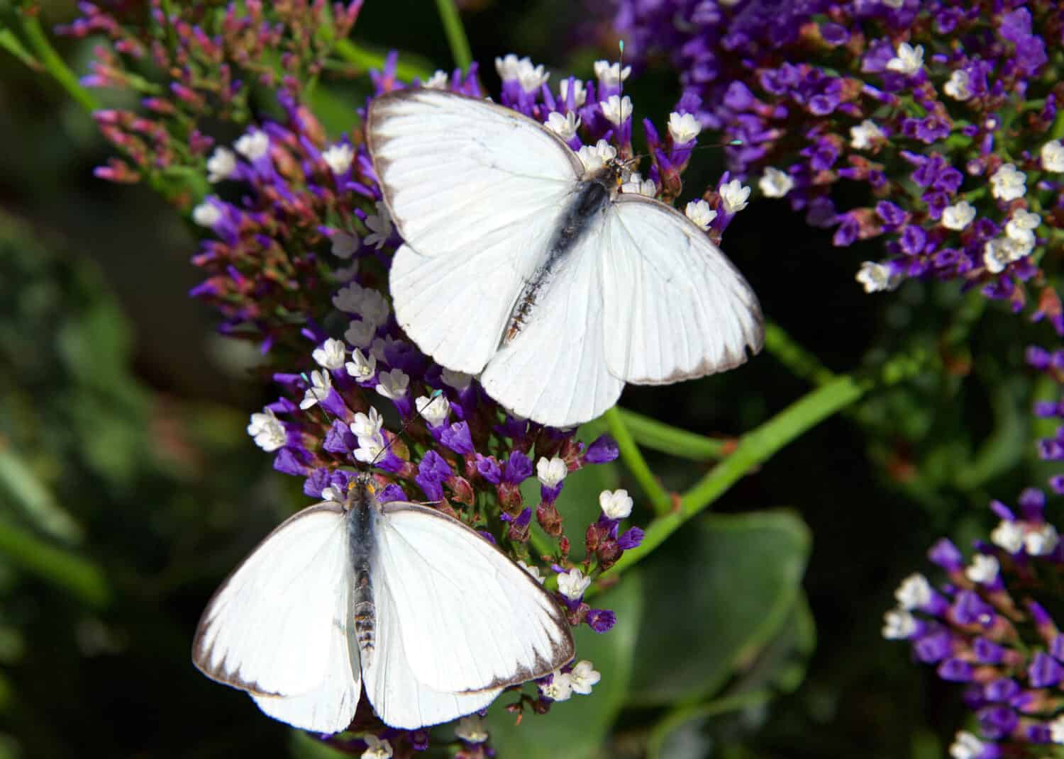 Due grandi farfalle bianche meridionali su fiori viola, che bevono nettare.  Vista dall'alto