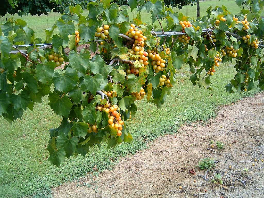 Il frutto di stato della Carolina del Nord è l'uva Scuppernong.  Dolce e gustoso fin dalla vigna.  Buono per fare marmellate e vino.
