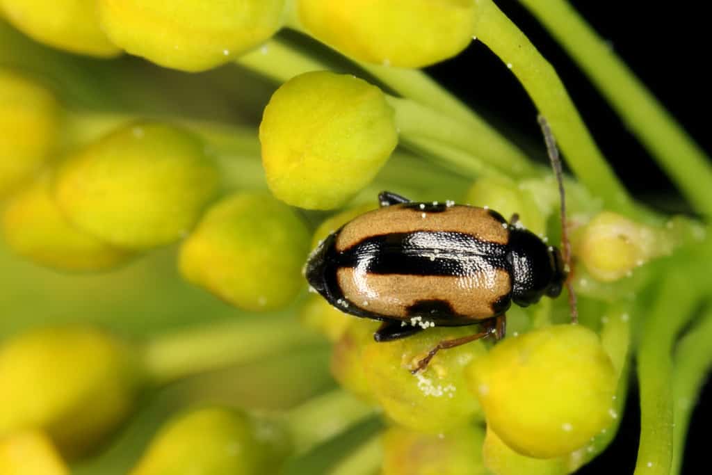 scarabeo delle pulci a strisce gialle