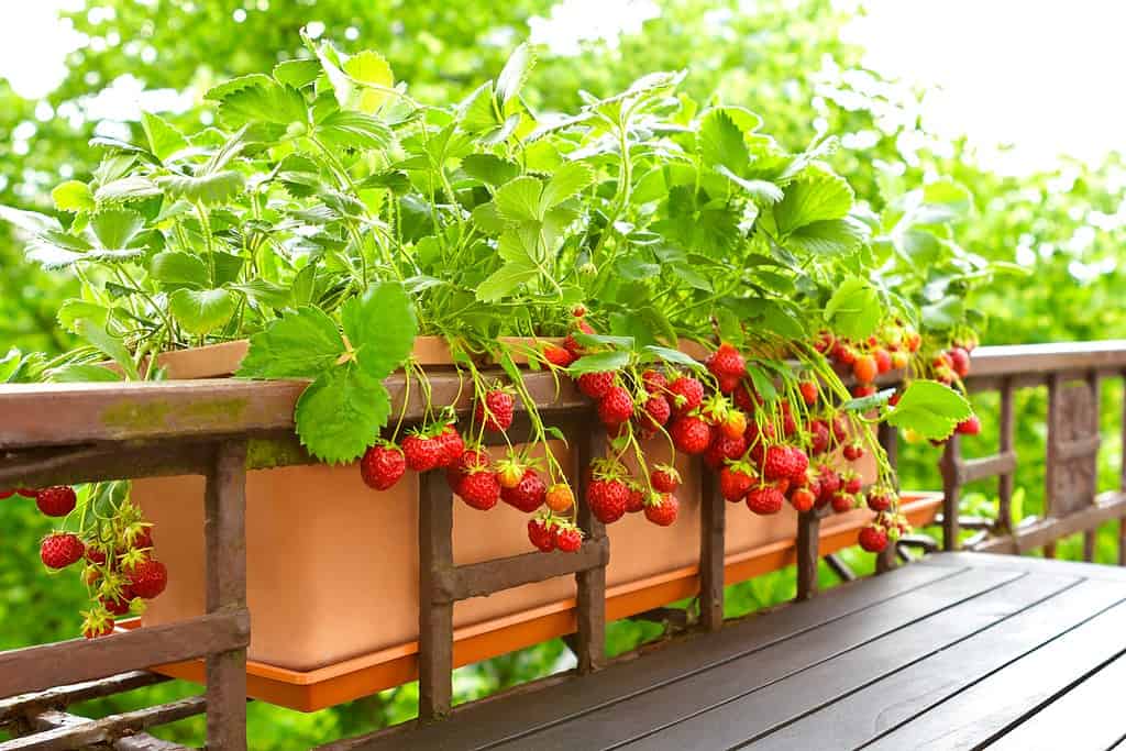 Piante di fragole con un sacco di fragole rosse mature in una piantatrice di ringhiere per balconi, in un appartamento o in un concetto di giardinaggio urbano.