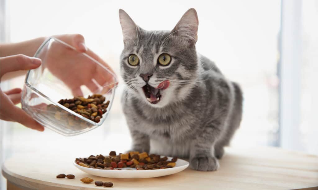 cibo per gatti senza cereali