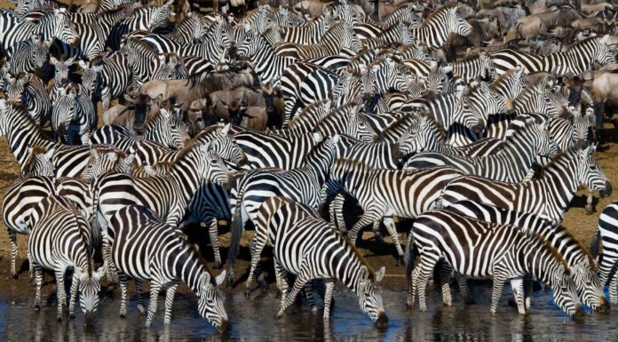 Guarda questa valorosa zebra vincere alla lotteria e sfuggire in qualche modo a uno spietato coccodrillo
