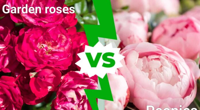 Rose da giardino contro peonie: 7 differenze chiave da conoscere

